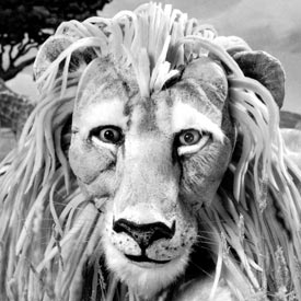 The Lion’s Whiskers