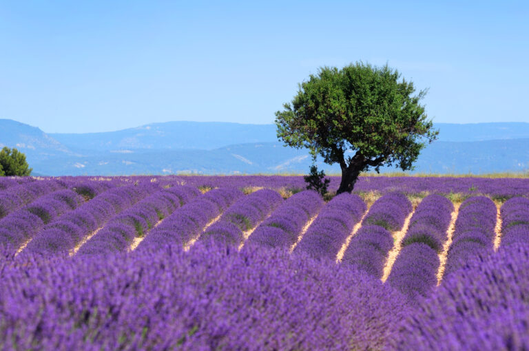 Win an Exclusive Insider’s Trip to Provence, France!